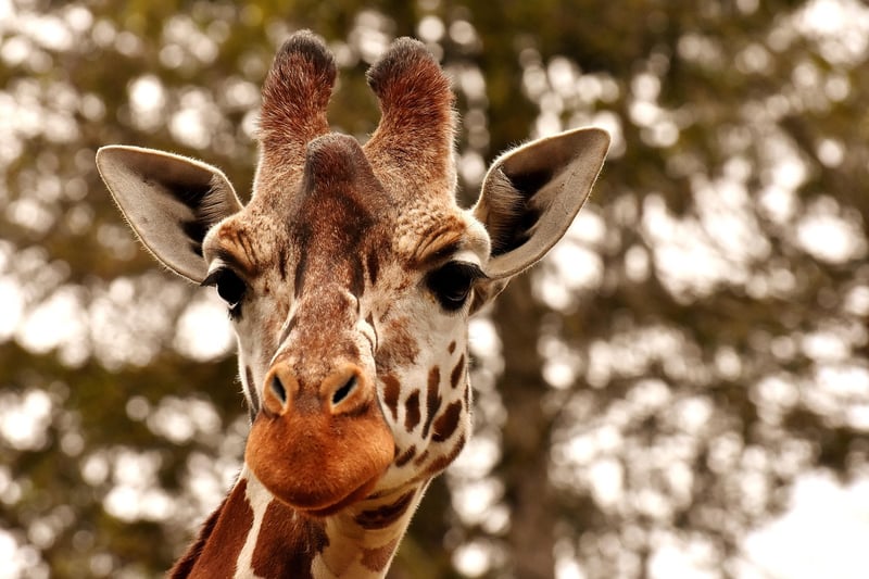 Wildlife Encounter